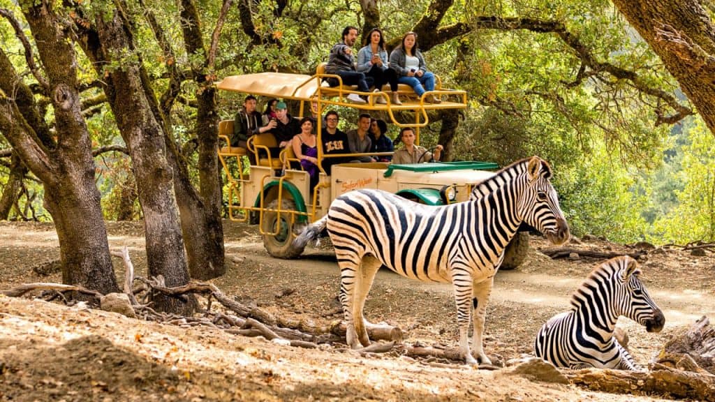 Safari West is one of the best zoos in California