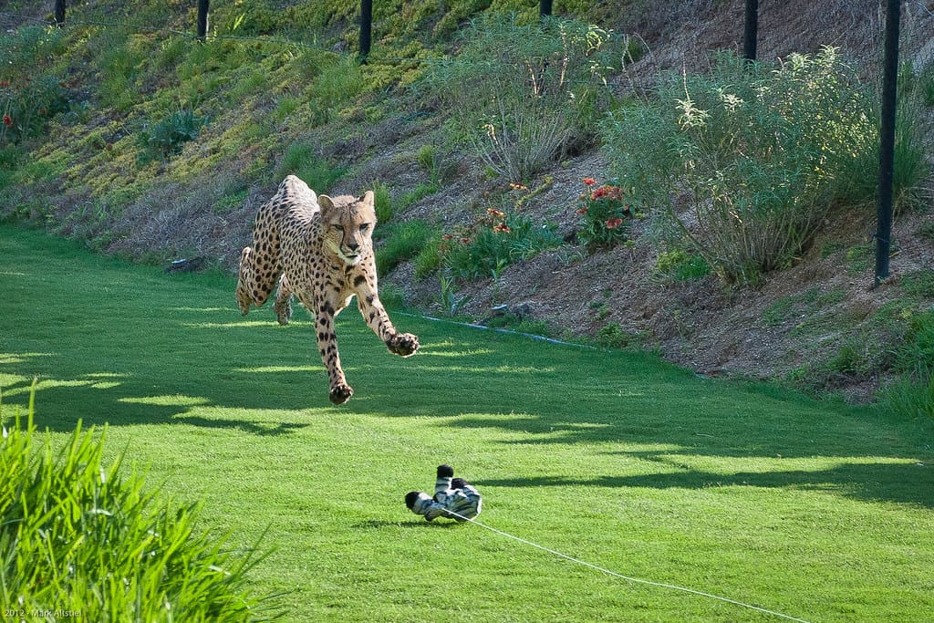 The Cheetah Run experience at the San Diego Safari Park is one of the many things that make it one od the best zoos in California