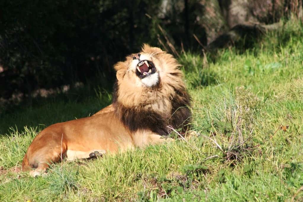 roaring lion at the Oakland Zoo