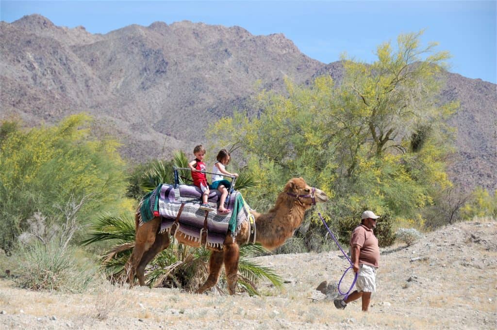 Camel rides at The Living Desert