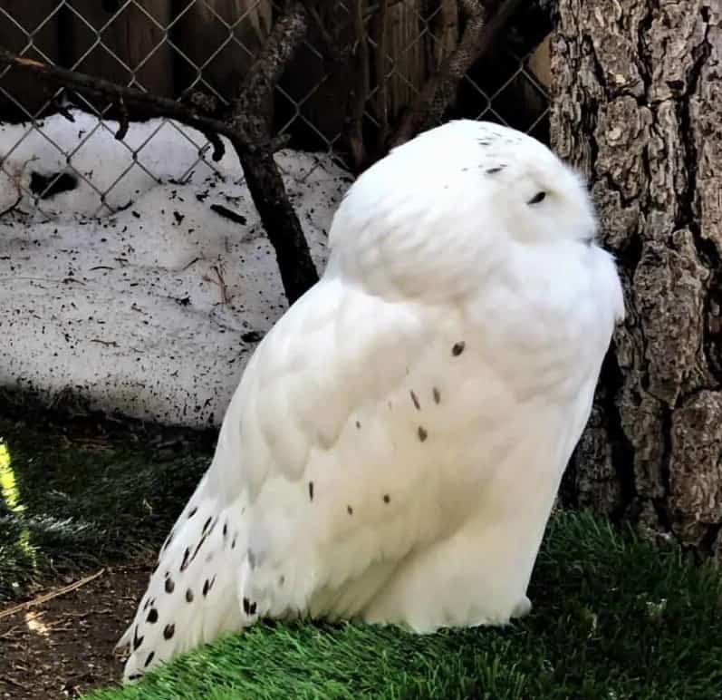 Snowy Owl at Big Bear Alpine Zoo