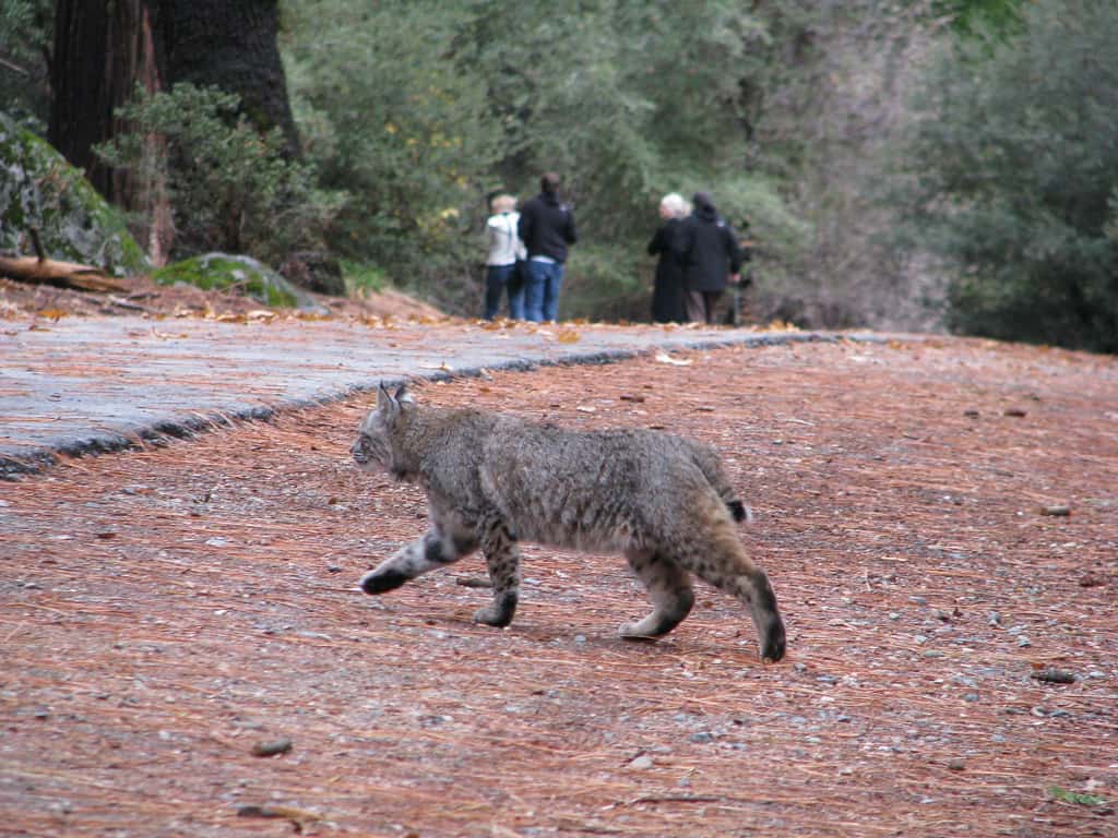 Bobcat near a walking path in Yosemite Valley