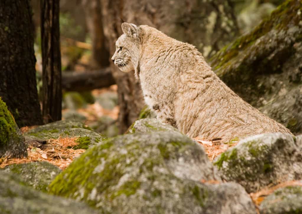 Bobcat is one of the Yosemite Animals