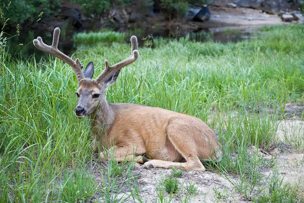Mule deer are common animals in Yosemite