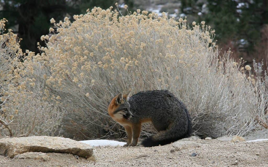 The gray fox is one of the common animals in Yosemite
