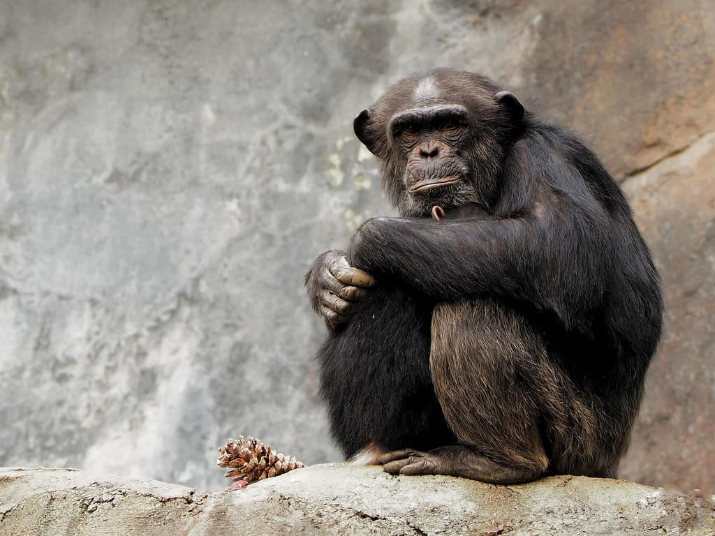 Los Angeles Zoo Chimpanzee
