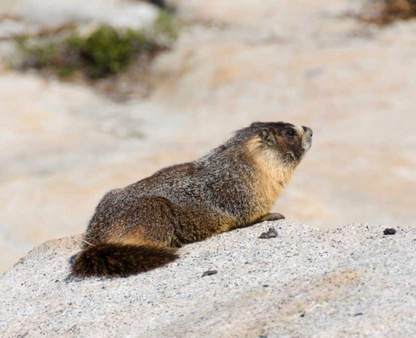ywllow-bellied marmot