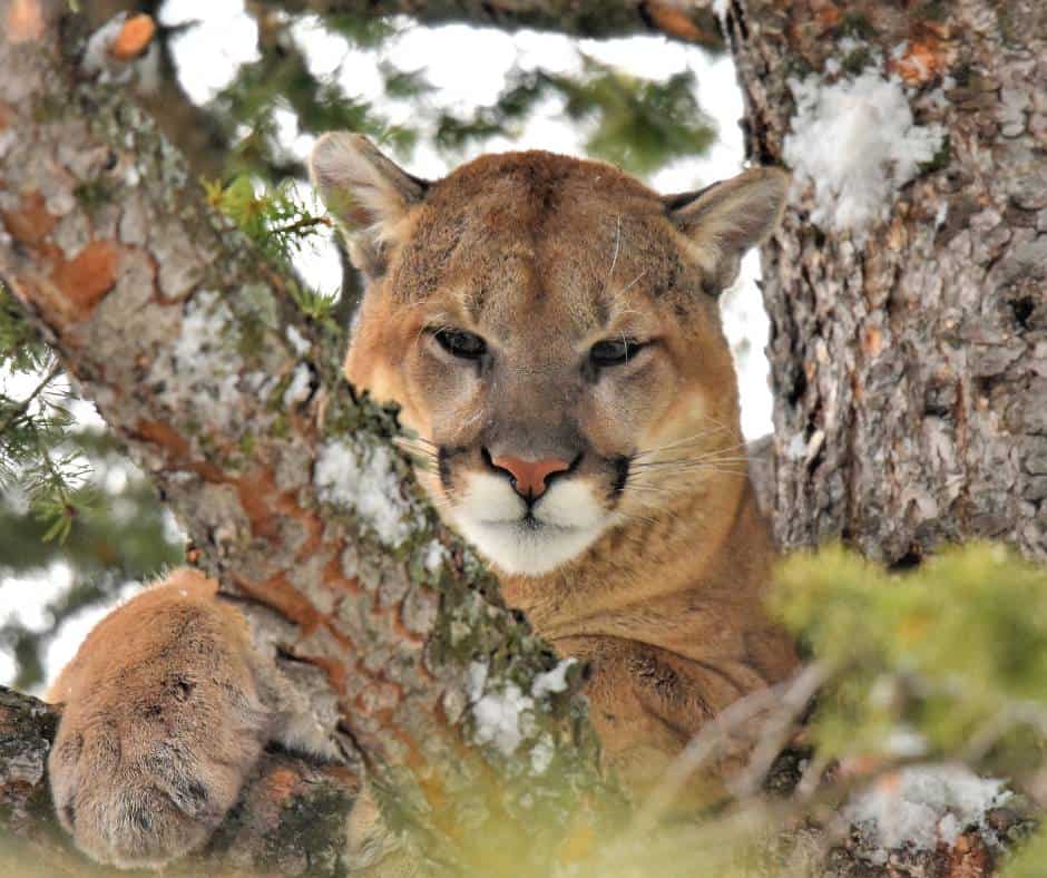 Mountain Lions Can Climb Trees with Ease