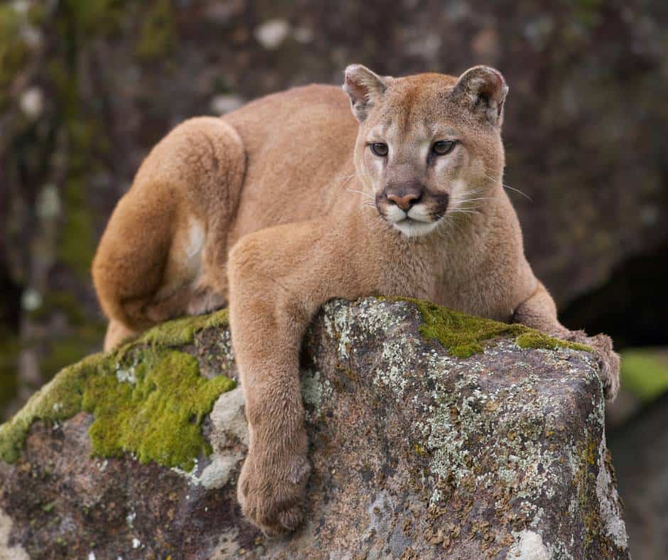 A mountain lion is one of the animals that live in Yosemite