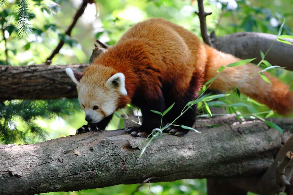 red panda at Sacramento Zoo