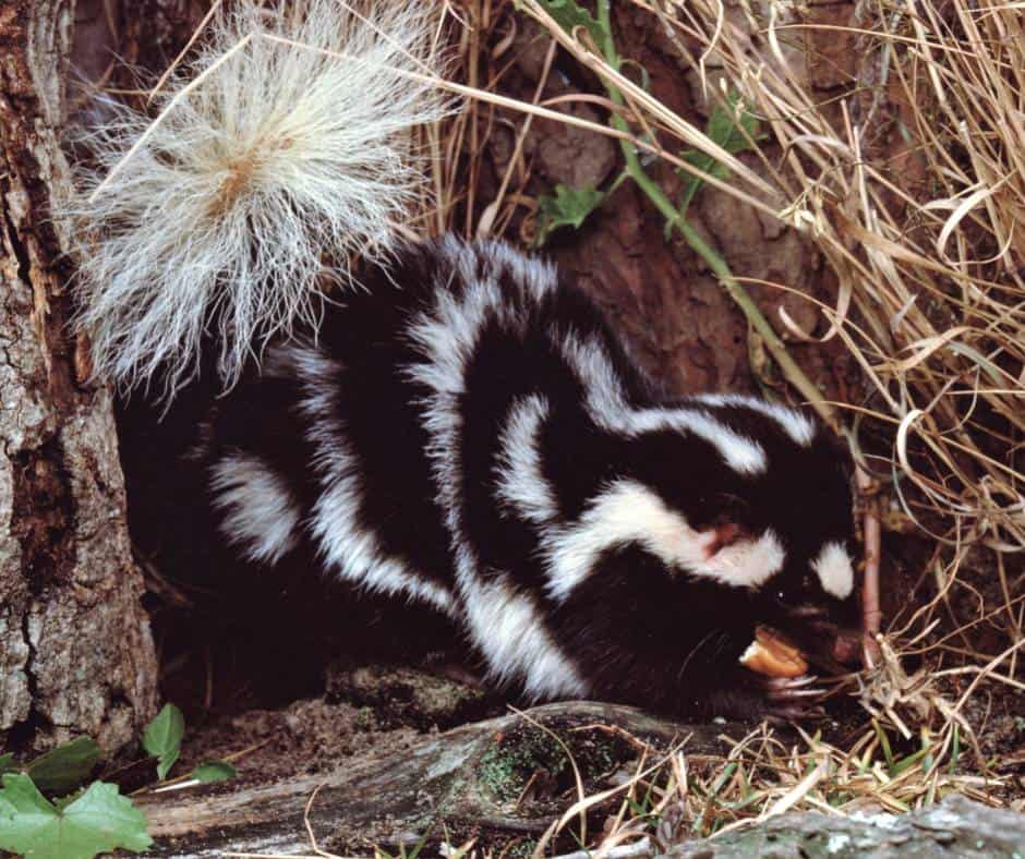 spotted skunk