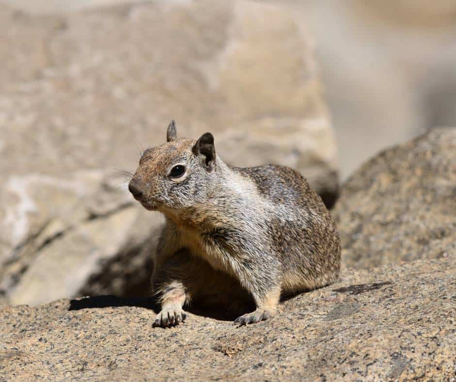 California Ground Squirrel is the most common squirrel in Yosemite
