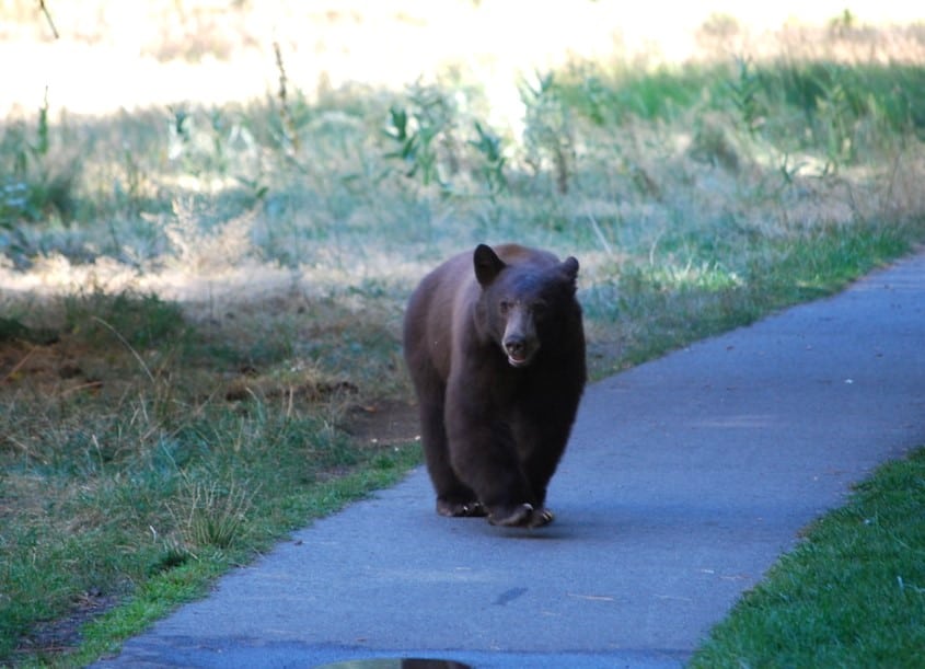 Bear on Path in Yosemite Valley