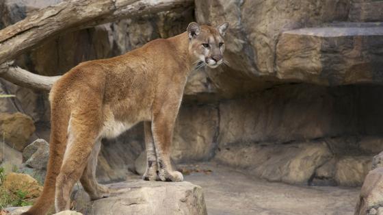 mountain lion at the OC Zoo