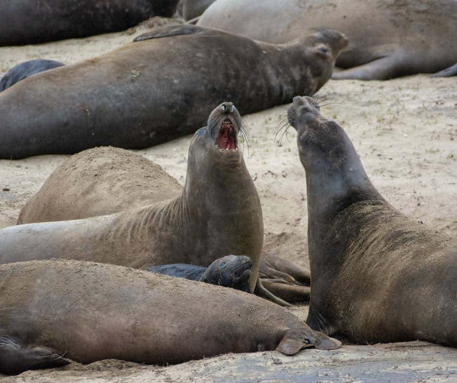 Elephant seals at Ano Nuevo State Park
