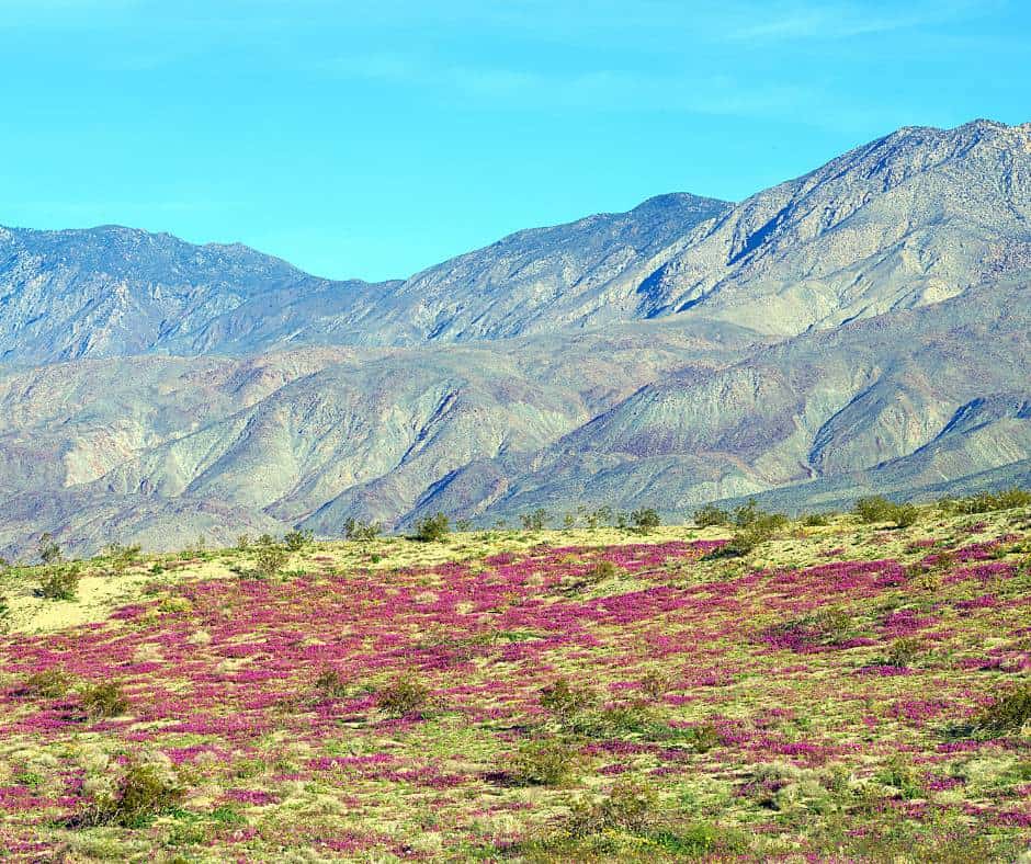 Seeing the Wildflowers at Anza Borrego State Park is one of the best day trips from San Diego