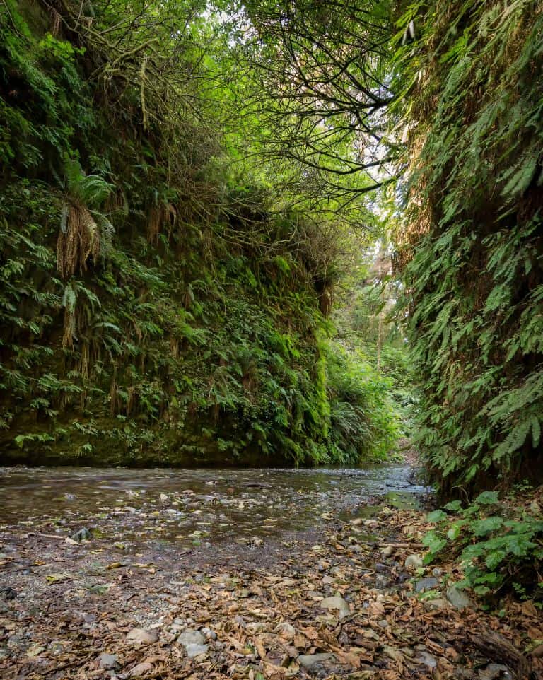 Fern Canyon in Prairie Creek Redwoods State Park