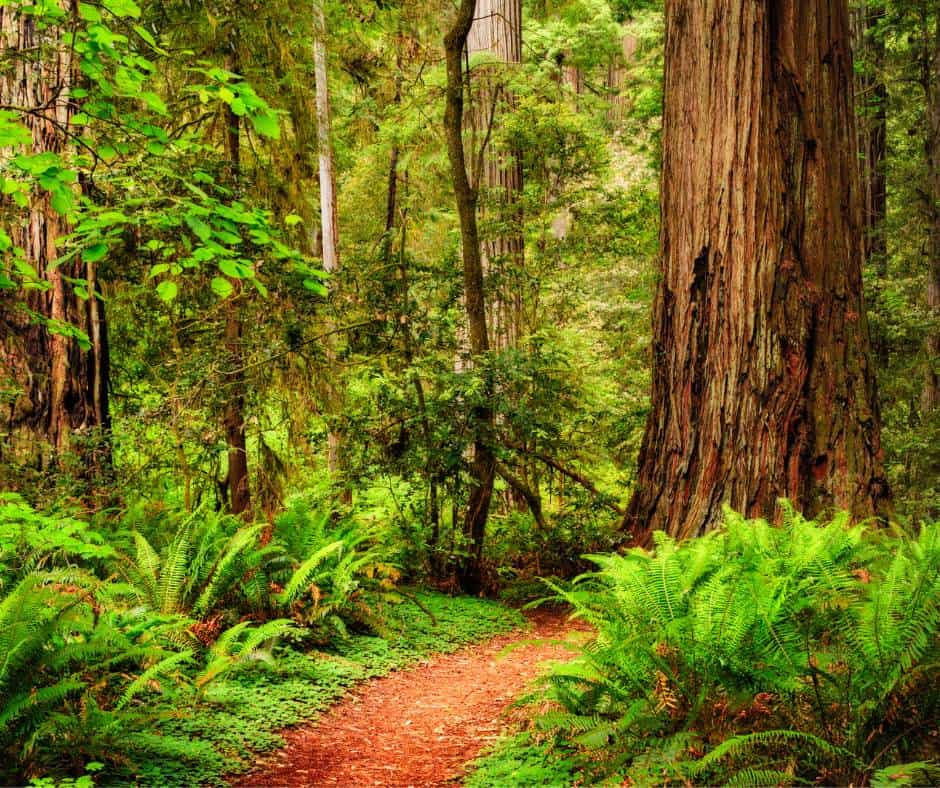 Jedidiah Smith Redwoods State Park