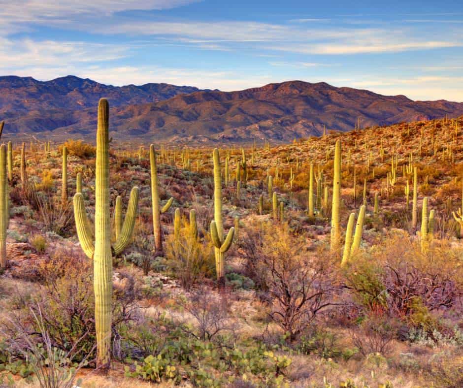 Saguaro National park is a park within a day's drive of San Diego