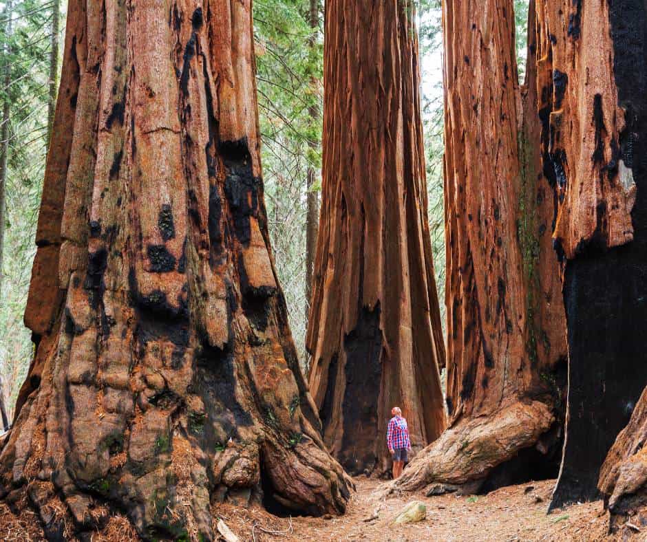 Towering Sequoias in Sequoia National Park