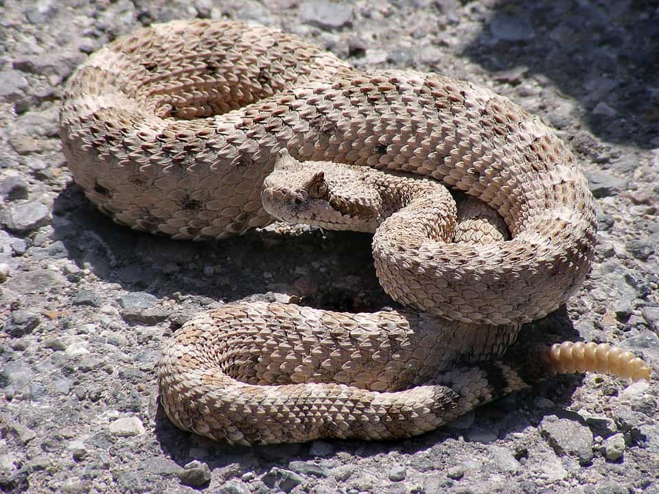 Sidewinder Rattlesnake at Mesquite Springs Campground