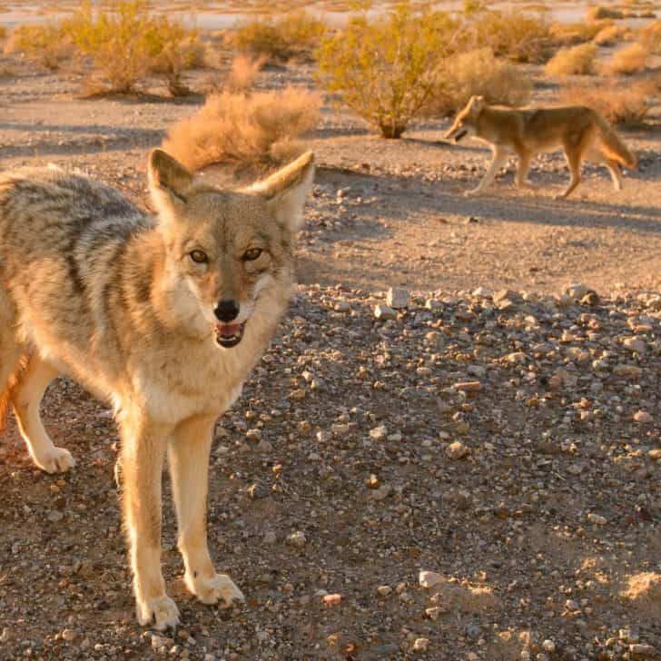 25 Animals in Death Valley- Fun Facts + Where to Find Them!