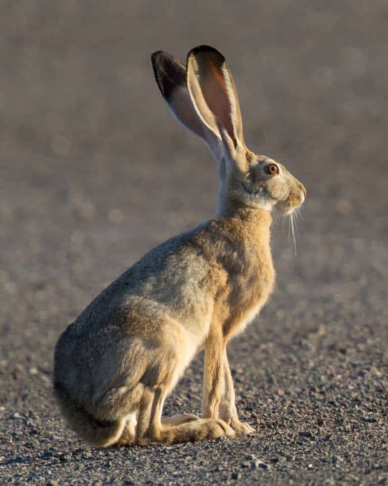 jackrabbits are common in Death Valley