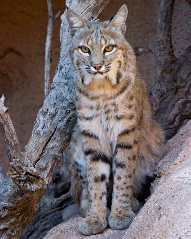 Bobcat's a carnivores that live in Death Valley
