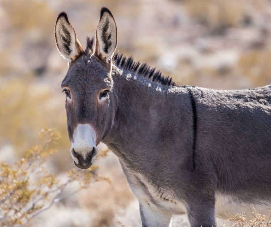 Burros are invasive species in Death Valley