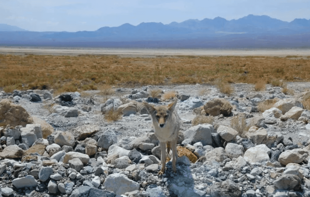 Coyote begging in Death Valley