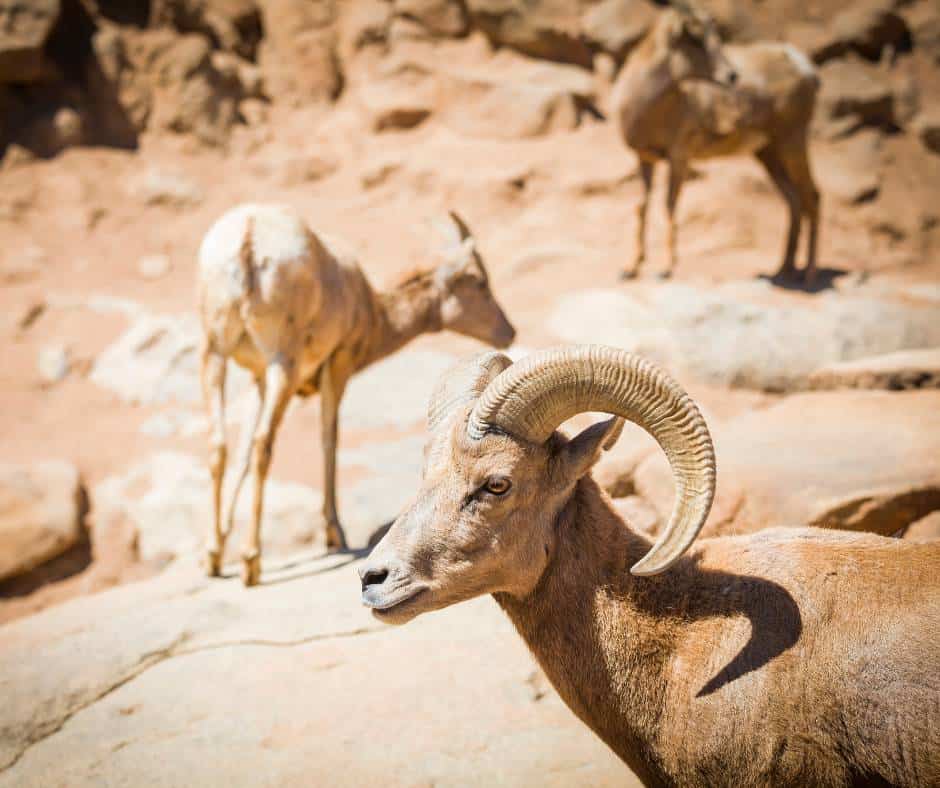 You can see desert bighorn sheep in Death Valley National Park