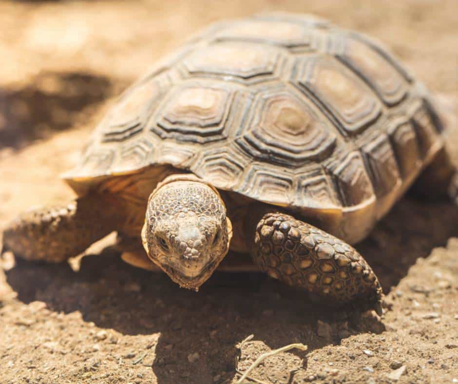 A desert tortoise is one of the Death Valley animals you may encounter while visiting the park