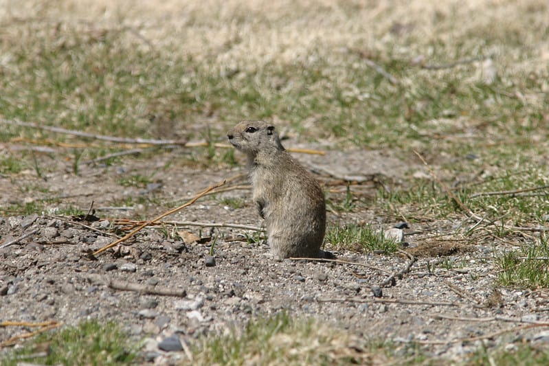 Ground Squirrel in Death Valley