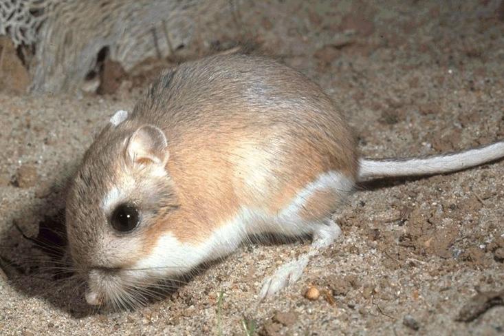Kangaroo rats live in Death Valley
