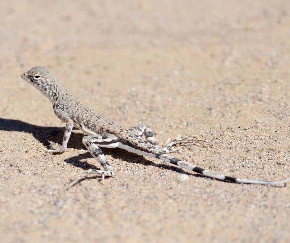 zebra-tailed lizard is common in Death Valley