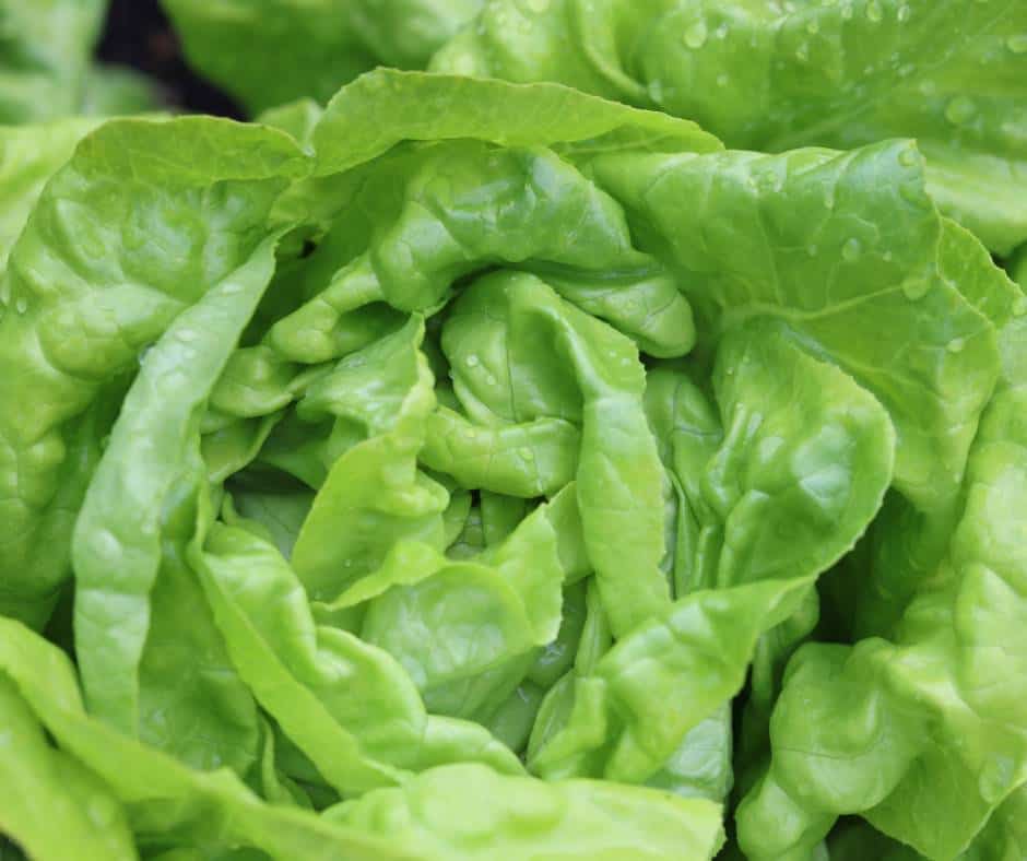 butter lettuce is a great choice for your balcony vegetable garden