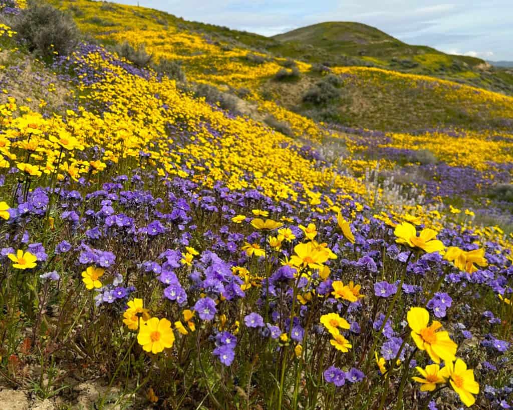 Carrizo Plain is one of the national parks near LA