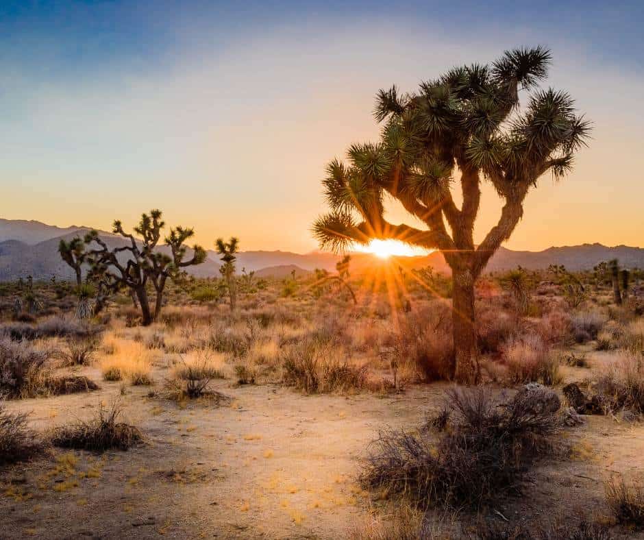 Joshua Tree is one of the national parks near Los Angeles