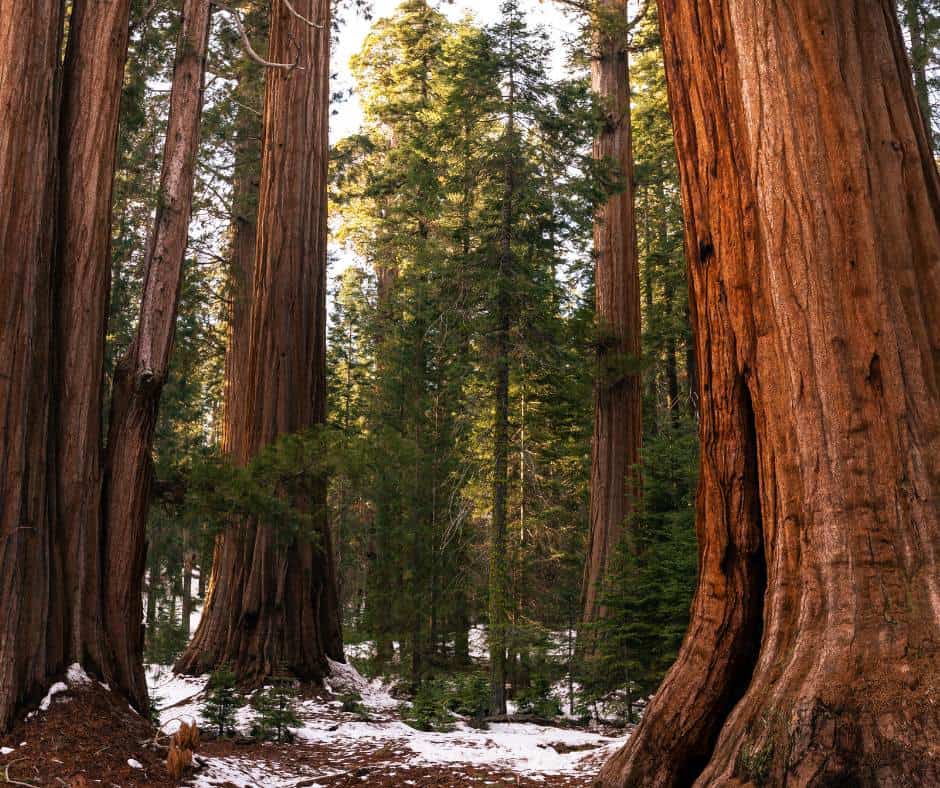 Sequoia Trees in Sequoia National Park