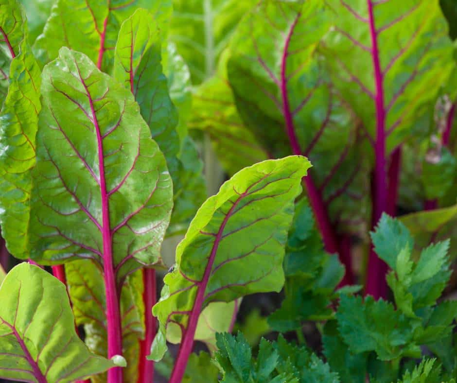 Swiss chard is great to grow in a balcony vegetable garden