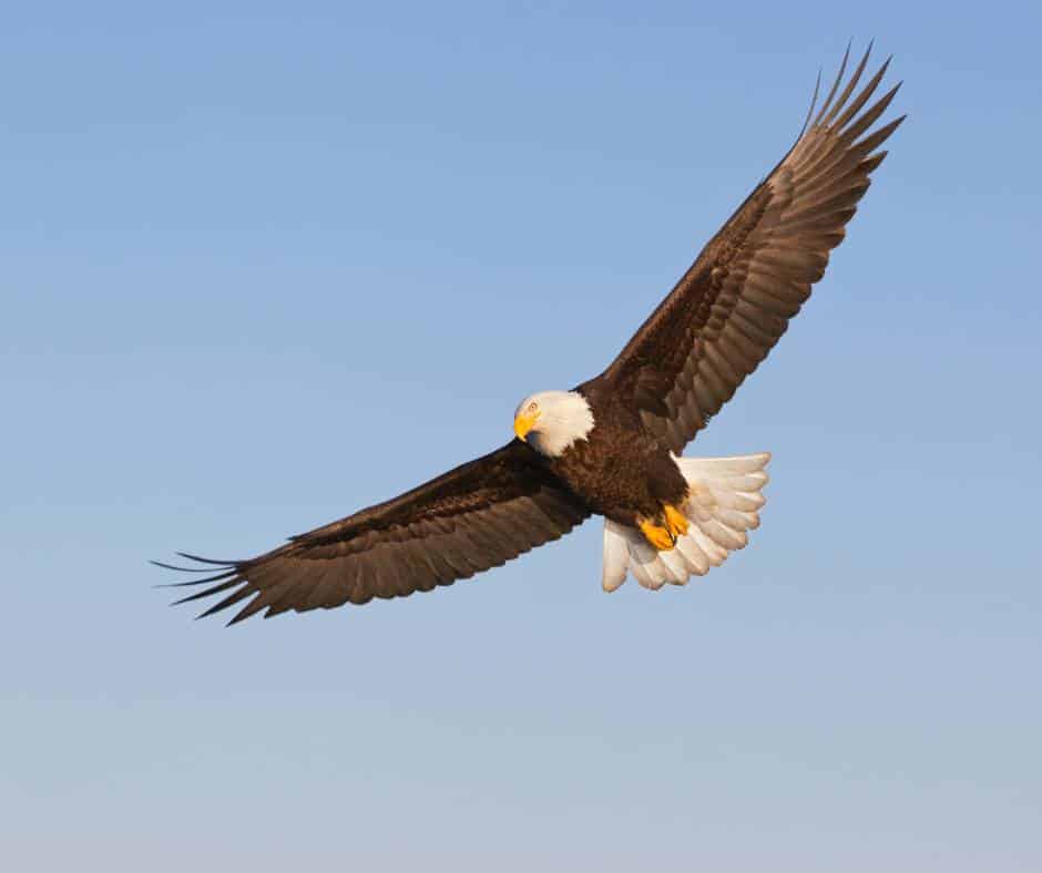 Bald eagle in flight, one of the most majestic California birds of prey
