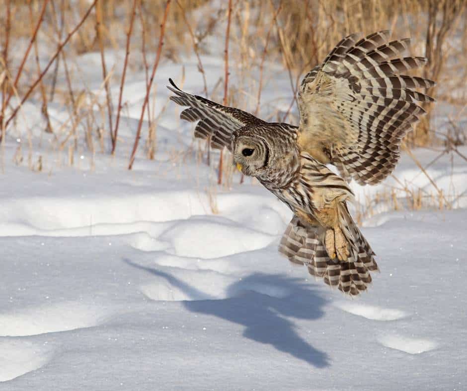 Barred Owl in snow