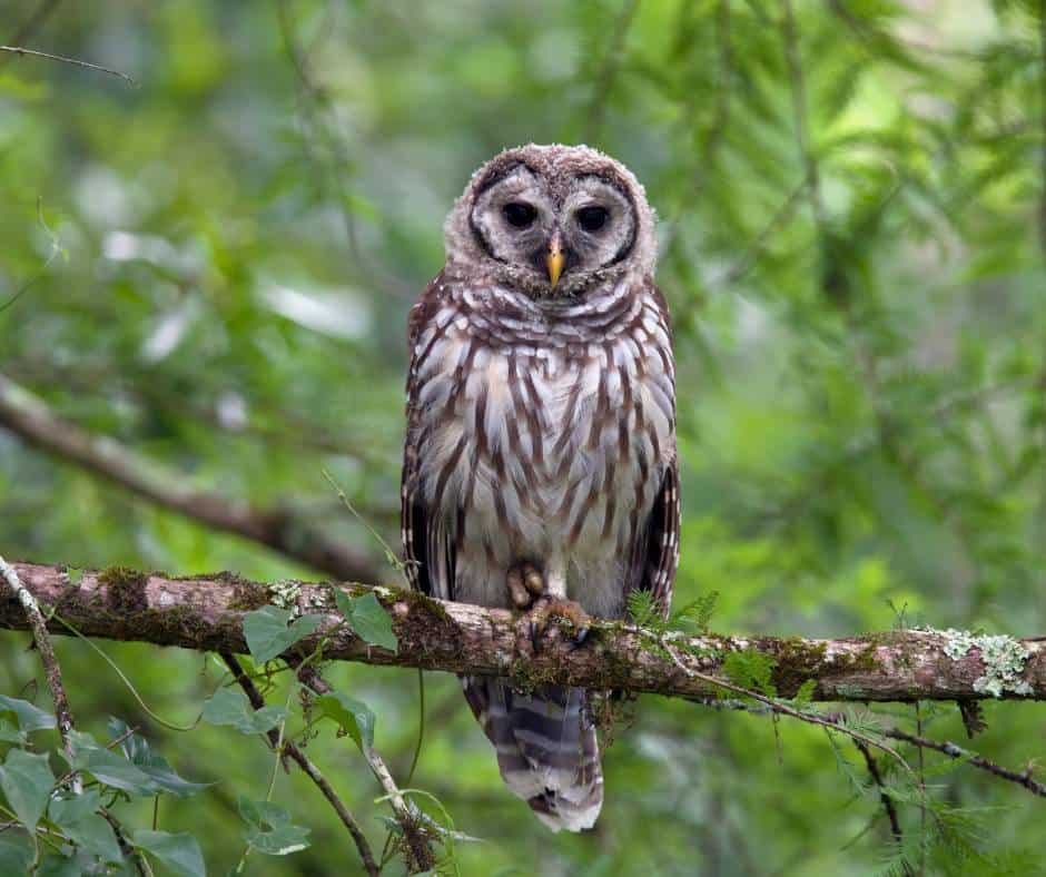 Brred Owl