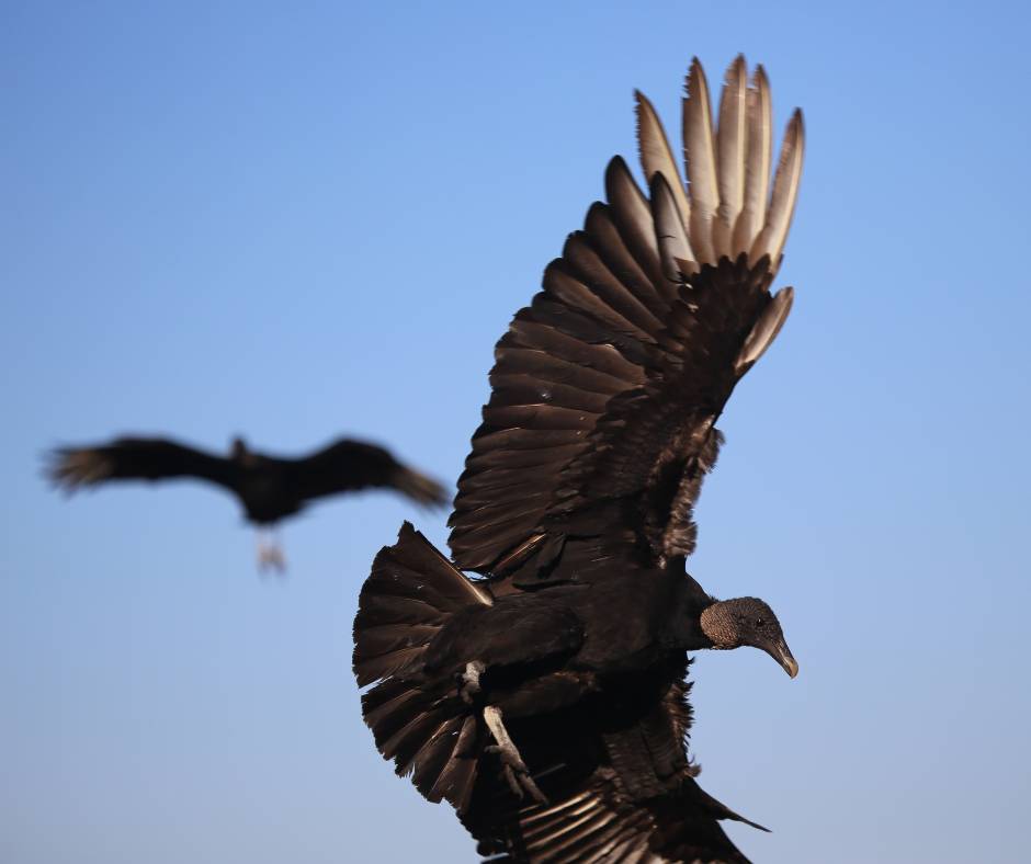 Black vulture in flight