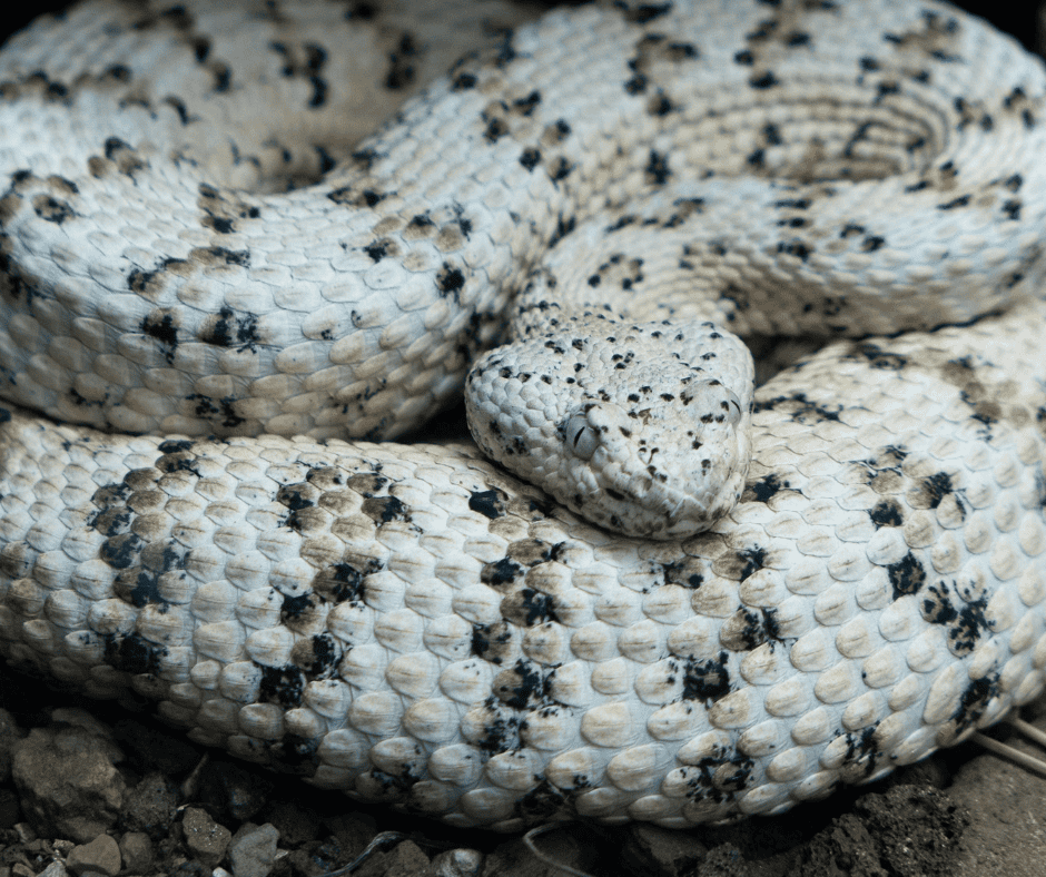 Southwest Speckled rattlesnake