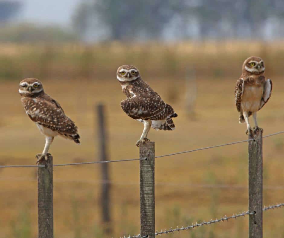 Burrowing Owls on a fence post