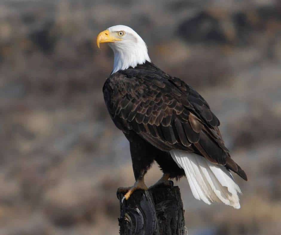 Bald Eagles are examples of California Birds of Prey