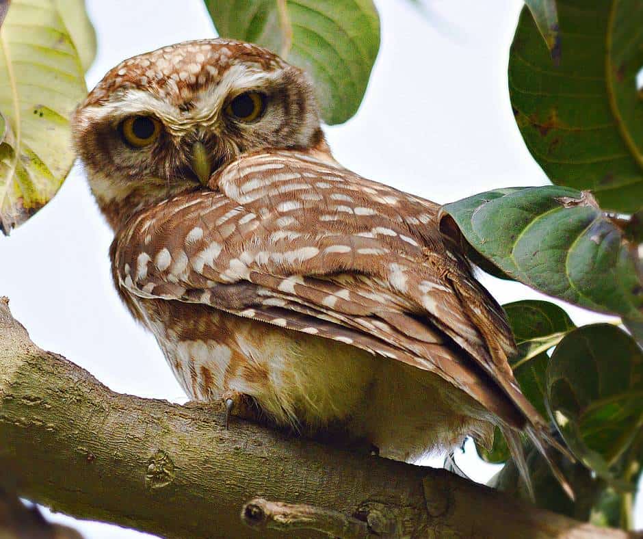 California Spotted Owls