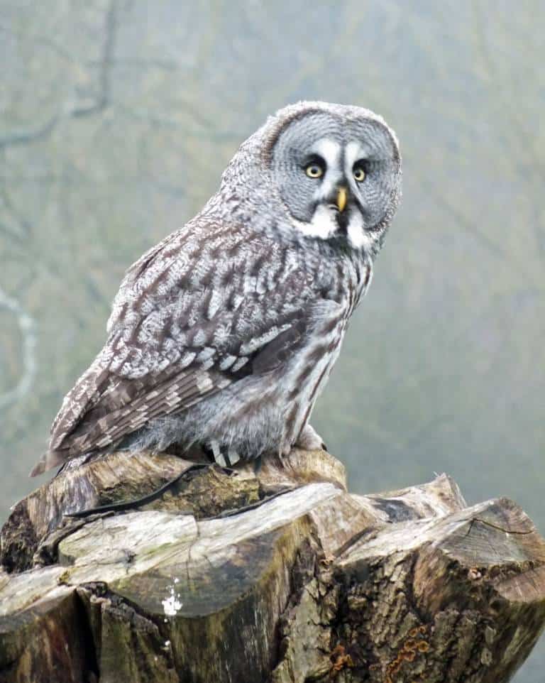 great gray owls