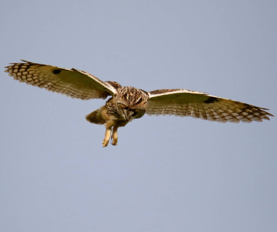 long eared owl in flight
